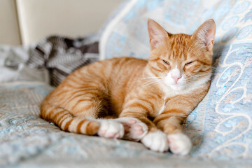 ginger cute kitten sleeping on the bed
