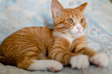 Fototapeta premium ginger lazy kitten lies on the bed