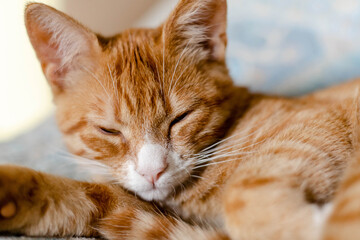 close-up of a ginger cute kitten sleeping on the bed
