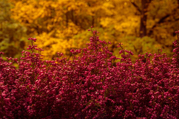 Herbstblumen Erika Heidekraut Dekoration