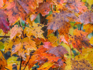 Fall leaves in the forest of New Hampshire late autumn