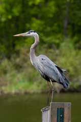 Side view close up of a Great Blue Heron standing on nesting box
