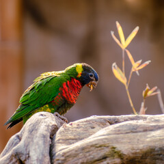 blue and yellow macaw