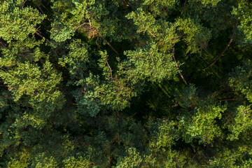 Top down aerial view of a forest, in a temperate maritime climate area