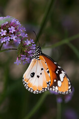 Side view of a Plain Tiger butterfly drinking nectar from flower