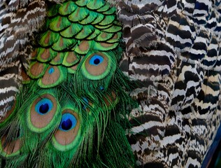 peacock feathers close up - 387479827