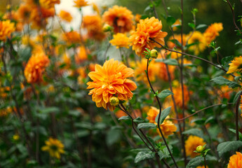 Dahlia flowers. Beautiful orange flowers on green leaves background. Autumn landscape. Flowers on the green meadow. Close up view.