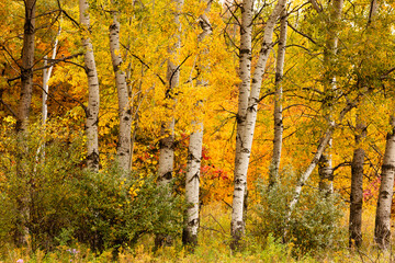 Birch trees with their white trunks contrast with the changing colors of the vegetation in the background within the Pike Lake Unit, Kettle Moraine State Forest, Hartford, Wisconsin in early October