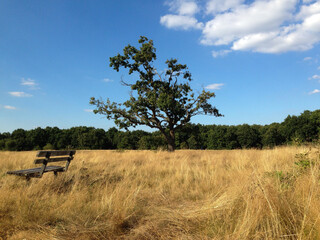 tree in field with blue sky and bench  - 387480203