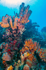 Caribbean coral garden