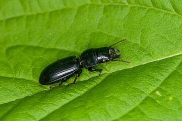 Pedunculate Ground beetle on green leaf.