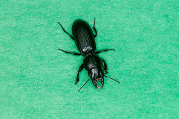 Pedunculate Ground beetle on green background