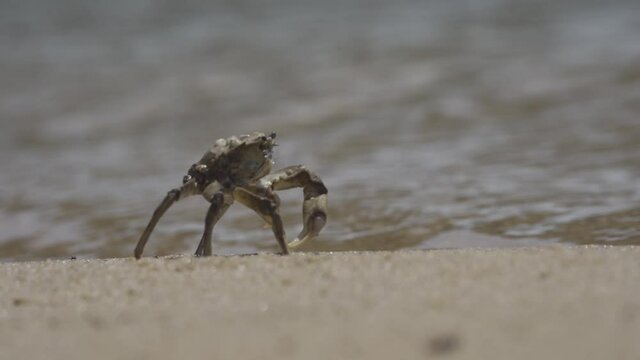 crab on the beach on alert
