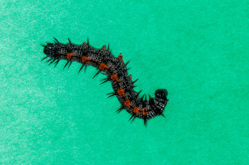 Mourning Cloak caterpillar on green background.