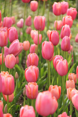 Fototapeta premium チューリップ