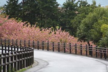 道