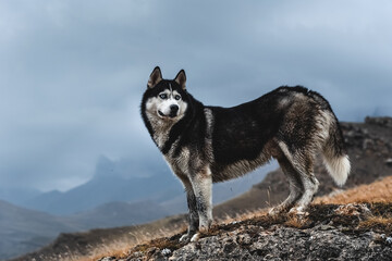 A beautiful dog of the Siberian Husky breed stands high in the mountains in autumn. Free life...