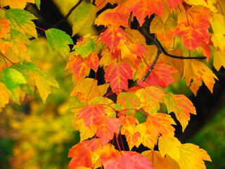 Naklejka na ściany i meble Colorful maple tree in autumn