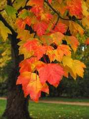 Colorful maple tree in autumn