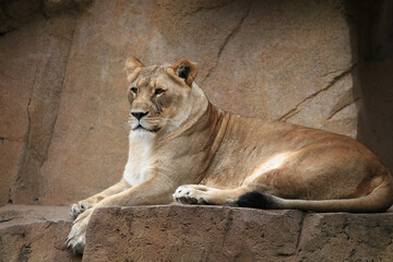Lion Female sitting on the rock 