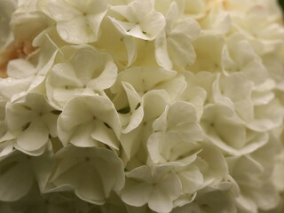Nature background with a close-up on white spring flower petals