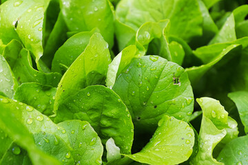 Closeup of fresh ypung romaine lettuce leaves