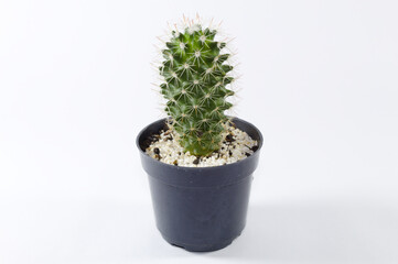 Cactus with thorns in a pot on a white background