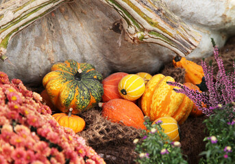 pumpkins and gourds