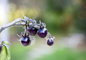 purple tomatoes in the garden