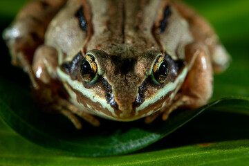 Wood frog on leaf looking at camera