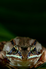 Wood frog on leaf looking at camera