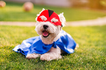 Cute and funny dog in superhero mask and cape posing for camera, animal rights concept