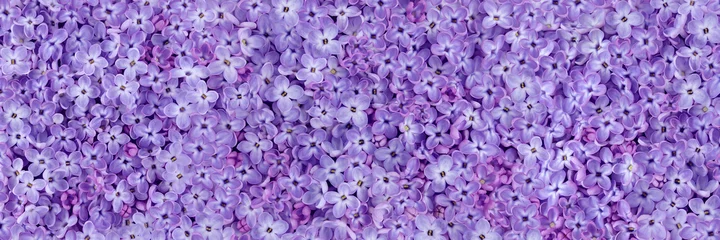Poster Im Rahmen Lila lila schöner zarter Frühlingsblumenhintergrund © Tetiana