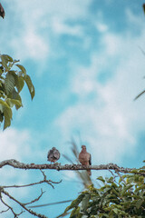 Dos(2) aves reposadas en una rama