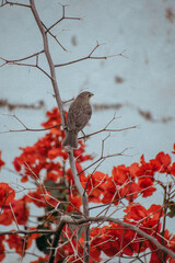 ave con flores rojas