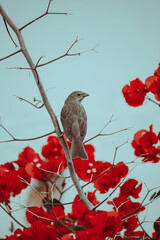 Ave con flores rojas