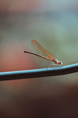 
Anisop&eacute;tala- lib&eacute;lula 