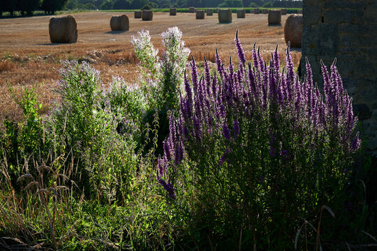 Blumen und Feld 