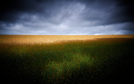 kornfeld