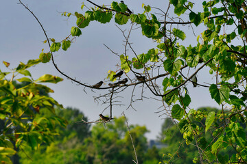 Barn Swallows Birds Gathered Together on a Tree Branch with Green Leaves and Blue Sky in Background 
