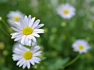 Fototapeta premium Closeup white petals of common daisy flower plants in garden with green blurred background ,macro image ,soft focus ,sweet color for card design