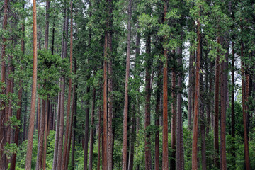 Naklejka premium A wall of redwood trees at Yosemite national park