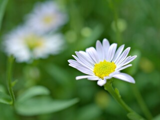 Obraz premium Closeup white petals of common daisy flower plants in garden with green blurred background ,macro image ,soft focus ,sweet color for card design