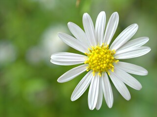 Obraz premium Closeup white petals of common daisy flower plants in garden with green blurred background ,macro image ,soft focus ,sweet color for card design