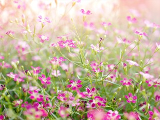 Fototapeta premium Closeup pink Baby's -breath ,petals of red Gypsophila flower plants in garden with sunshine and blurred background ,macro image ,sweet color for card design
