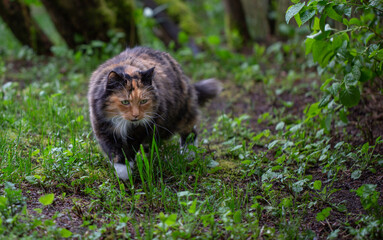 Kitty