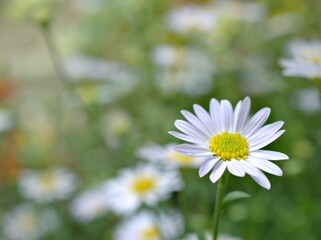 Closeup white petals of common daisy flower plants in garden with green blurred background ,macro image ,soft focus ,sweet color for card design