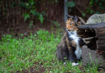 Fototapeta premium Kitty