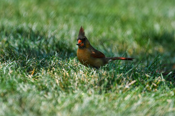 Northern Cardinal Female Bird Stands in Grass with Seed in Mouth with Head Crest Plumage Up with Beautiful Brown, Red and Orange Feathers with Short Depth of View 