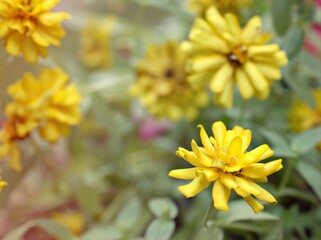 Closeup yellow petals of Zinnia angustifolia flower plants in garden with green blurred background ,macro image ,sweet color for card design